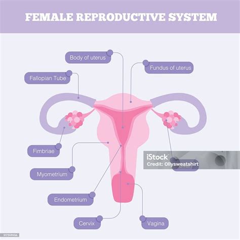 sex organs of female.